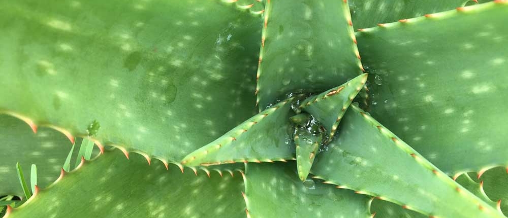 Aloe Vera Pflanze zur Behandlung von Fieberbläschen und Herpes